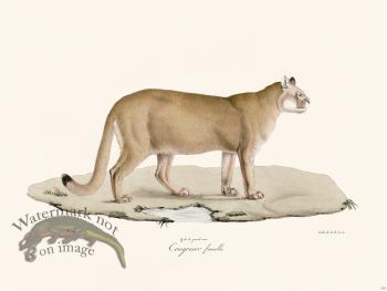 Cuvier 103 Female Cougouar